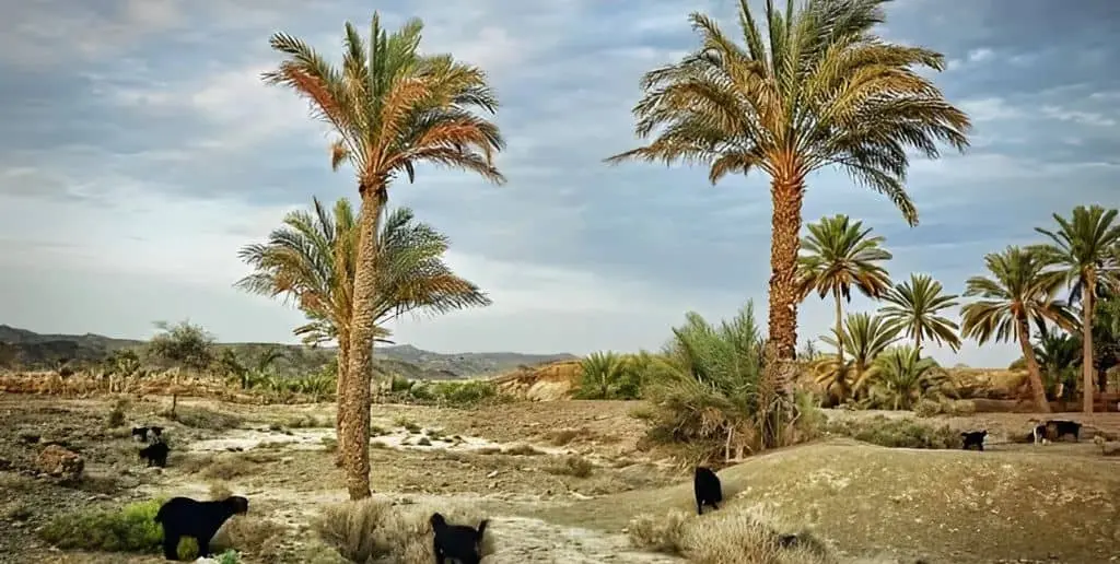 Panjgur